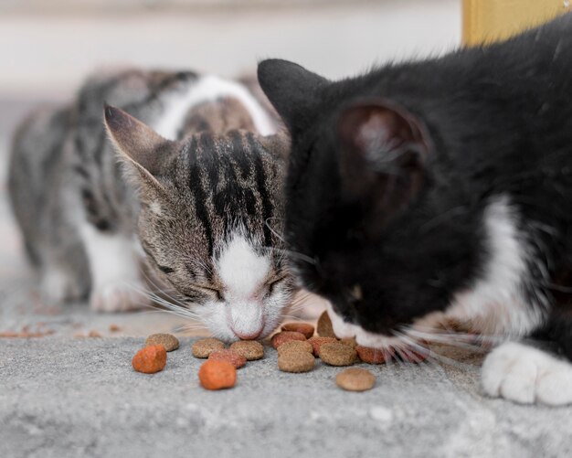 Słodkie koty jedzą razem na świeżym powietrzu