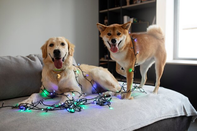 Słodkie psy ze światłami w pomieszczeniu
