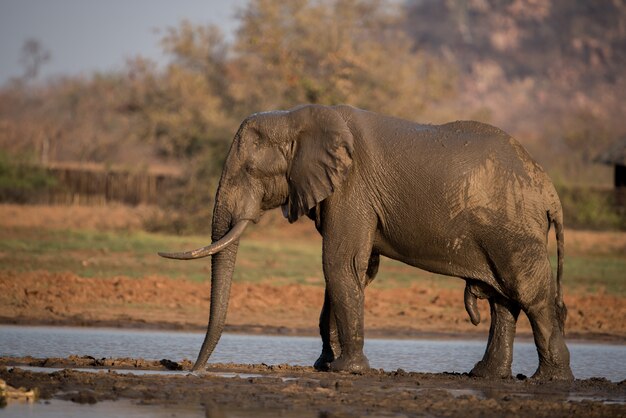Słoń afrykański po kąpieli w jeziorze