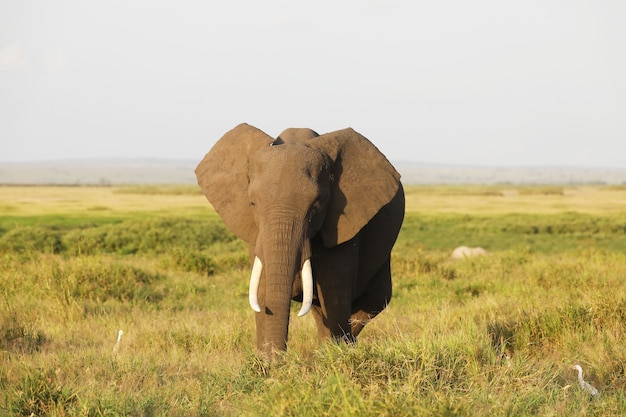 Bezpłatne zdjęcie słoń w parku narodowym amboseli, kenia, afryka