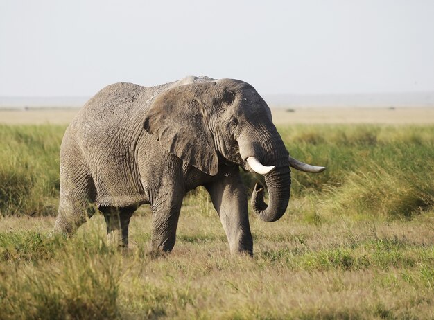 Słoń w Parku Narodowym Amboseli, Kenia, Afryka