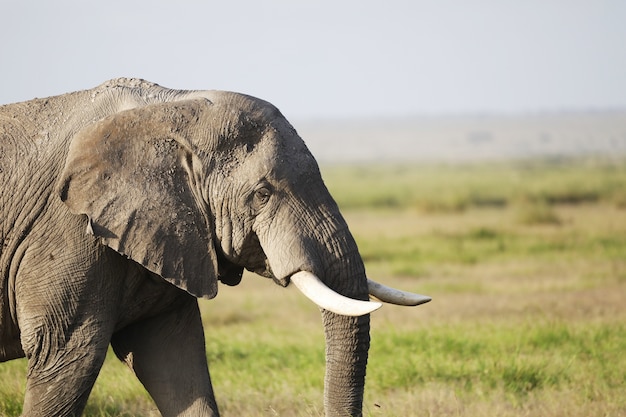 Słoń w Parku Narodowym Amboseli, Kenia, Afryka