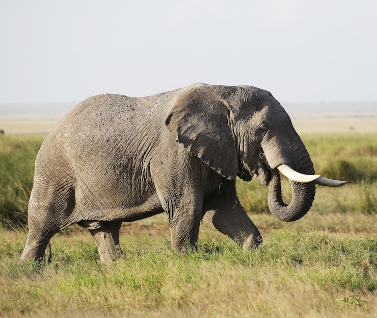 Bezpłatny plik Zdjęcie słoń w parku narodowym amboseli, kenia, afryka