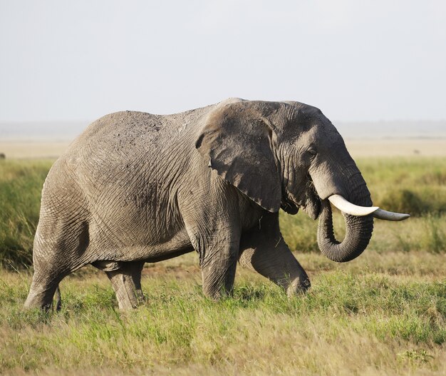 Słoń w Parku Narodowym Amboseli, Kenia, Afryka