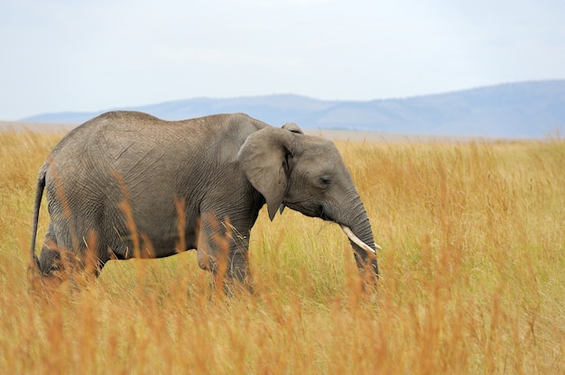 Słoń w Parku Narodowym Kenii w Afryce