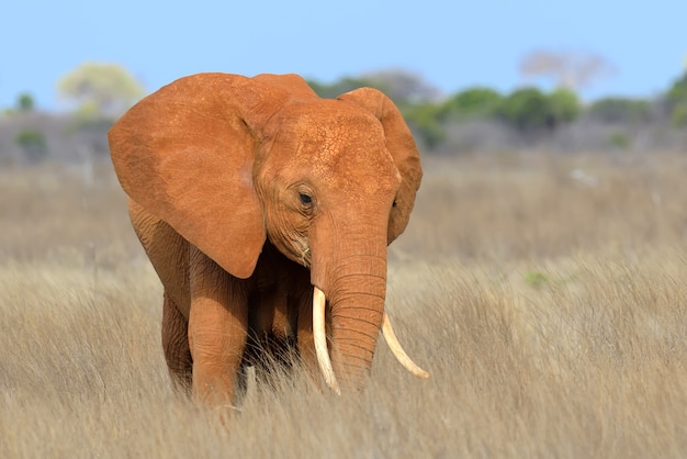 Słoń w Parku Narodowym Kenii w Afryce