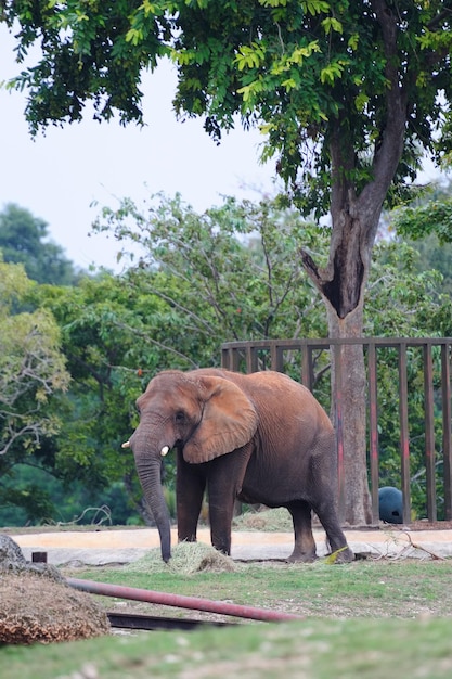 Bezpłatne zdjęcie słoń