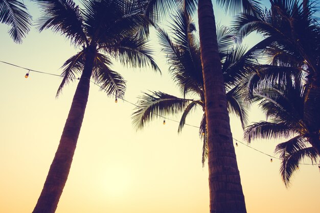 Słońce plaży letnich drzew tropikalnych