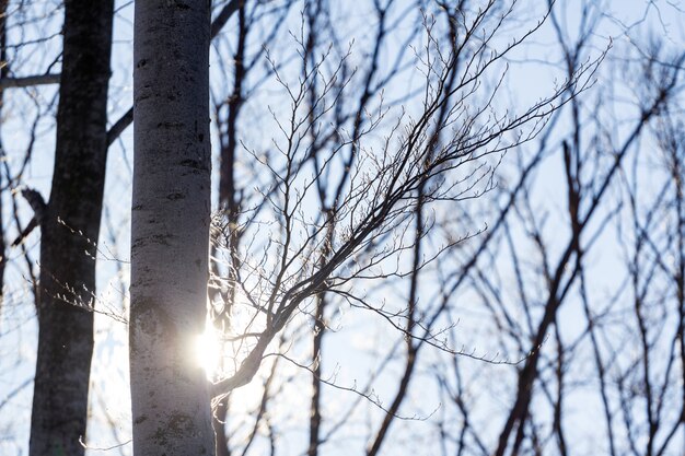 Słońce promienie za drzewem w zimie w Zagreb, Chorwacja