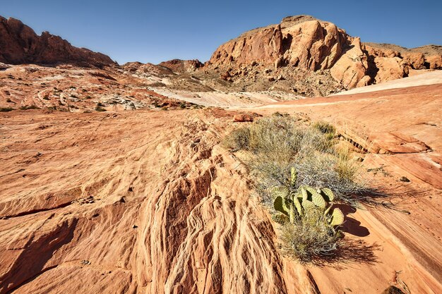 Słoneczna sceneria Parku Stanowego Valley of Fire w stanie Nevada, USA