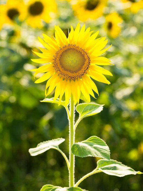 Słonecznik Helianthus annuus na polu