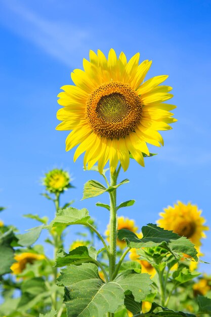 Słonecznik Helianthus annuus na tle błękitnego nieba