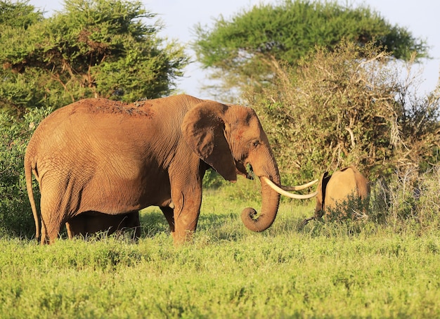 Słonie obok siebie w Parku Narodowym Tsavo East w Kenii