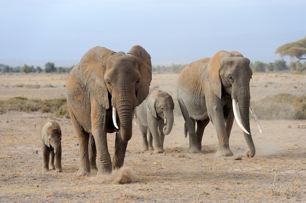 Słonie w Parku Narodowym Kenii, Afryka