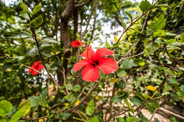 Słynny ogród botaniczny w Funchal na Maderze w Portugalii