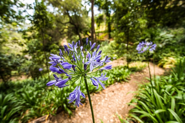 Słynny ogród botaniczny w Funchal na Maderze w Portugalii