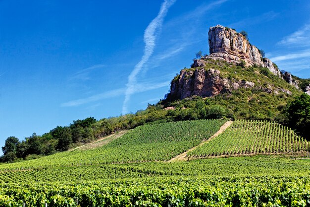 Słynny Solutre Rock z winnicami, Burgundia, Francja