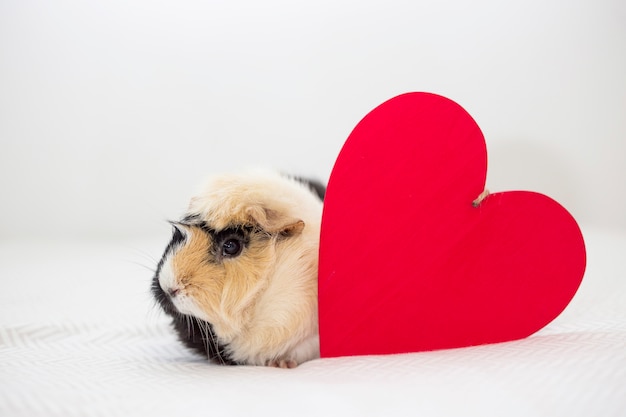 Bezpłatne zdjęcie Śmieszna królik doświadczalny blisko dekoracyjnego serca