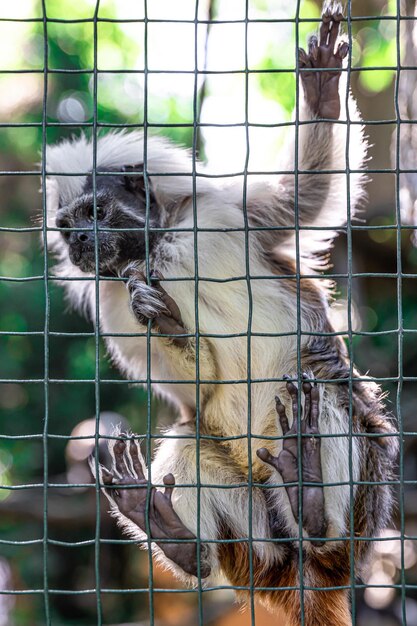 Śmieszna małpa w zoo na siatkowym ogrodzeniu