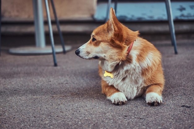 Bezpłatne zdjęcie Śmieszne słodkie rasy walijskie corgi, leżące na asfalcie w pobliżu kawiarni, czekające na swojego właściciela.