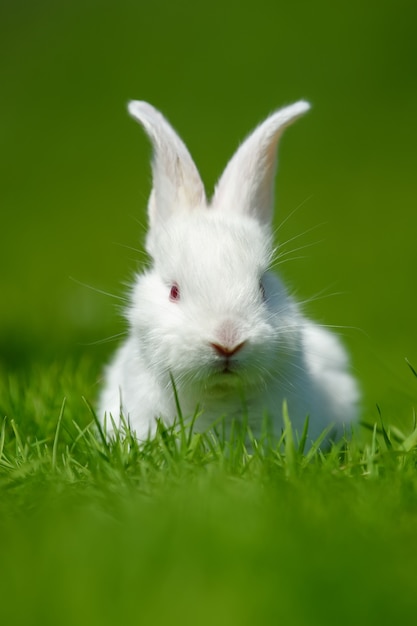 Śmieszny mały biały królik na wiosennej zielonej trawie