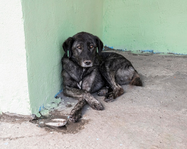 Smutny pies czekający w schronisku na adopcję