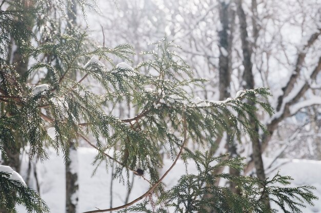 śnieg las na togakushi sanktuarium w Japonii