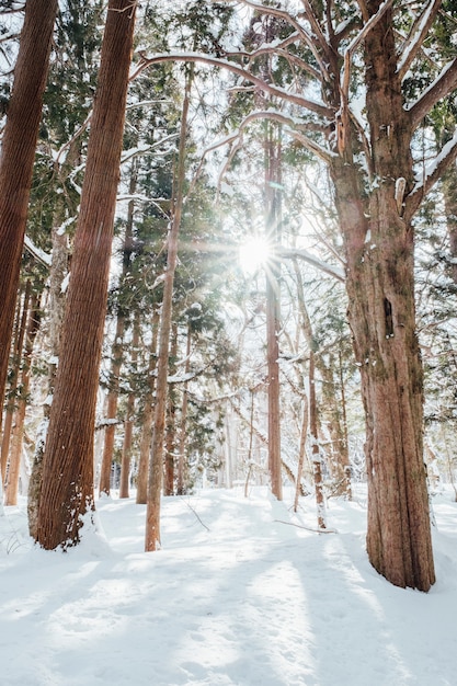 śnieg las na togakushi sanktuarium w Japonii