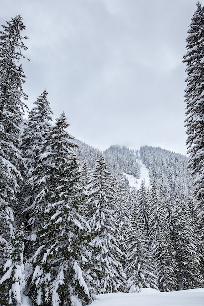 Śnieg padający w pięknym sosnowym lesie. Fantastyczny zimowy krajobraz