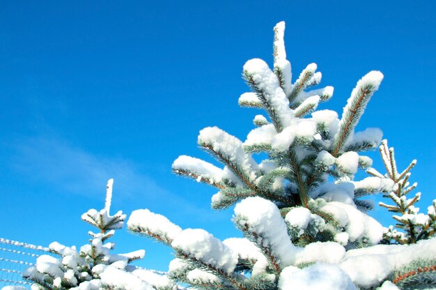 Śnieg pokryte sosnowym