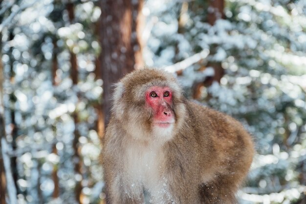 śnieżna małpa w Japonii