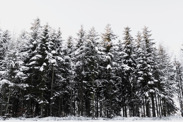 Śnieżni iglaści drzewa w lesie