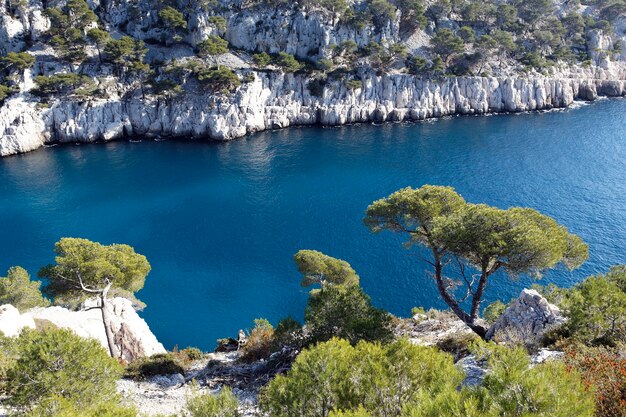 sosna calanque