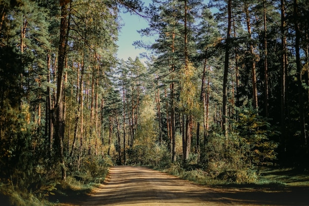 Sosnowy las w słońcu. naturalne tło mistycznego lasu