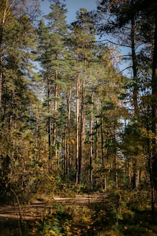 Sosnowy las w słońcu. naturalne tło mistycznego lasu