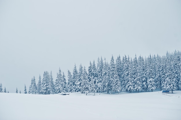 Sosny pokryte śniegiem na górze Chomiak Piękne zimowe krajobrazy Karpat Ukraina Majestatyczna mroźna przyroda