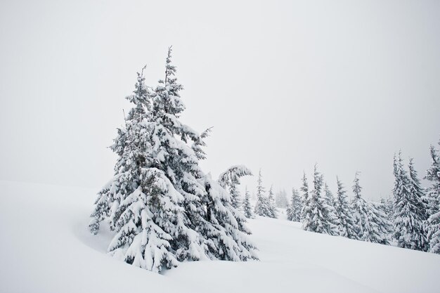 Sosny pokryte śniegiem na górze Chomiak Piękne zimowe krajobrazy Karpat Ukraina Mrozowa przyroda