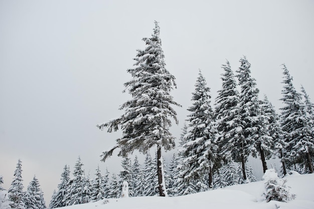 Sosny pokryte śniegiem na górze Chomiak Piękne zimowe krajobrazy Karpat Ukraina Mrozowa przyroda