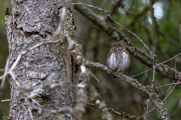 Bezpłatne zdjęcie sowa siedząca na gałęzi i patrząc w bok