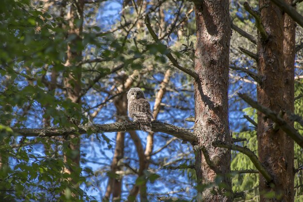 Sowa siedzi na gałęzi drzewa i patrząc na kamery