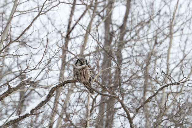 Bezpłatne zdjęcie sowa siedzi na gałęzi zimą w ciągu dnia