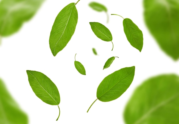 Spadające zielone liście śliwki lub herbaty, na białym tle. Koncepcja lewitacji żywności. Wzór botaniczny, kolaż. Zbliżenie, skopiuj przestrzeń, widok z góry