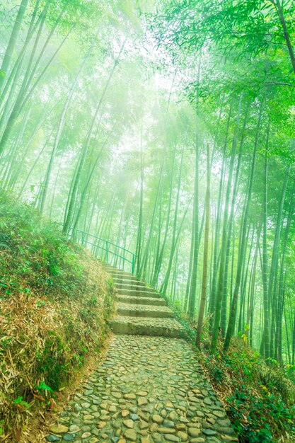 Spokój trawa park piękno zen