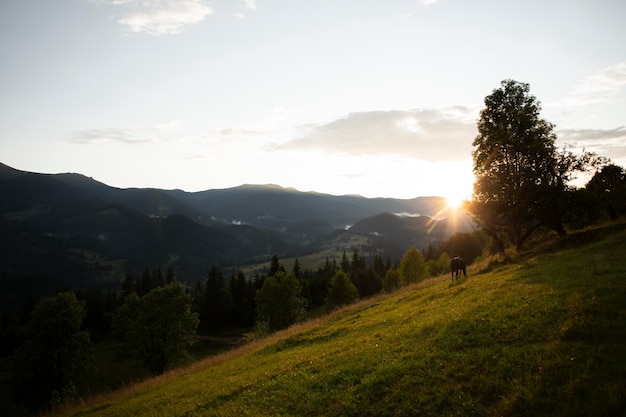 Spokojna wiejska okolica w świetle dziennym