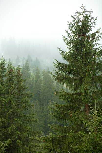 Spokojna wiejska okolica w świetle dziennym