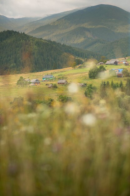 Spokojna wiejska okolica w świetle dziennym