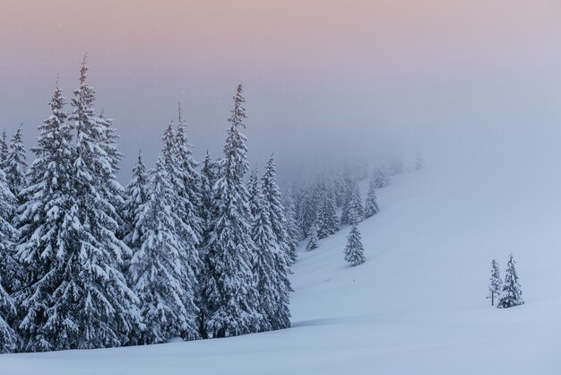 Spokojna zimowa scena. Jodły pokryte śniegiem stoją we mgle. Piękne krajobrazy na skraju lasu.