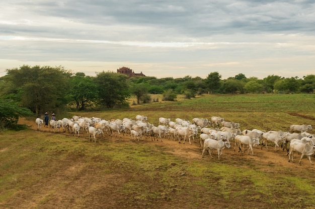 Spokojny, wyluzowany zachód słońca ze stadem bydła zebu Myanmar