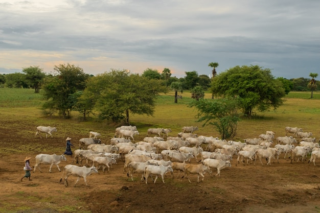 Spokojny, wyluzowany zachód słońca ze stadem bydła zebu w Myanmarze