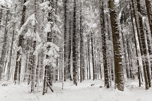 Spokojny zimowy las